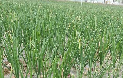 洋葱种植的田间管理技术（洋葱栽培管理技术要点）