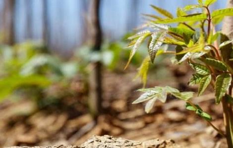 香椿种子怎么种(香椿种子怎么种植视频)