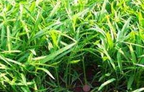 空心菜的育苗技术 空心菜的育苗技术有哪些