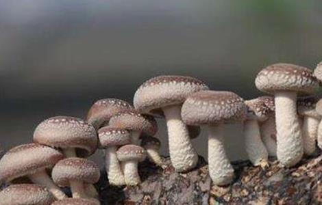 香菇的种植技术 香菇种植技术