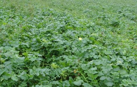 萝卜种植需要注意的一些问题（萝卜种植需要注意的一些问题有哪些）