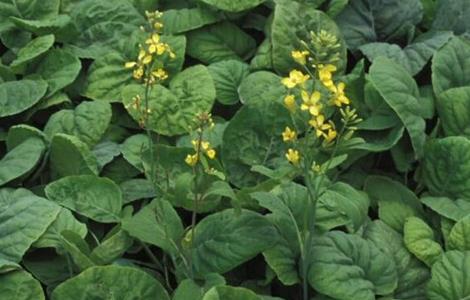 种植芥蓝需要注意什么（种植芥蓝需要注意什么事项）