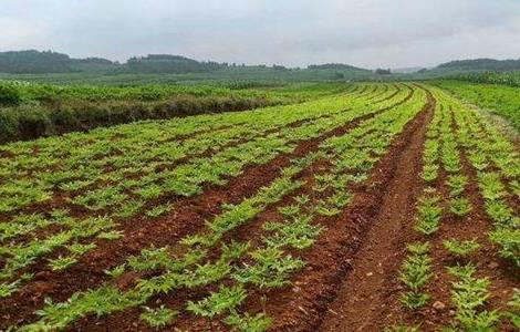 魔芋种植条件（魔芋种植条件 海拔）