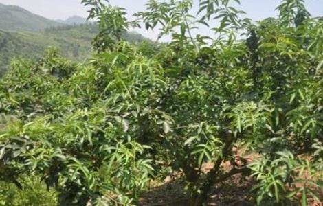 藤椒种植的注意事项（藤椒种植的注意事项有哪些）