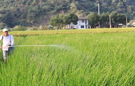 荸荠的田间管理要点 荸荠的田间管理要点包括