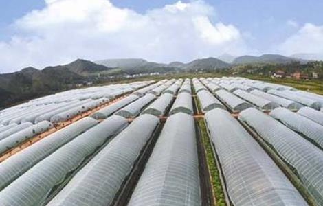 蔬菜大棚种植技术 蔬菜大棚种植技术哪里学