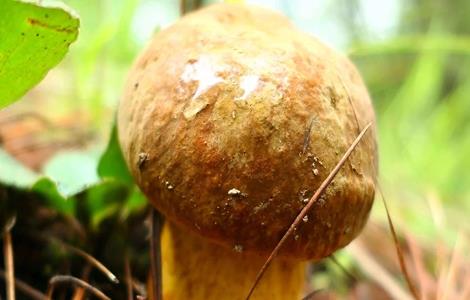 牛肝菌的生长条件 野生牛肝菌生长温度和条件
