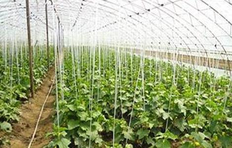 黄瓜种植技术 黄瓜种植技术与管理方法
