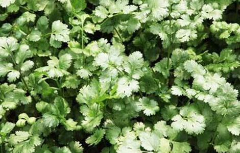 香菜的种植技术（香菜的种植技术视频）