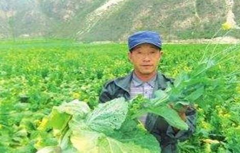 娃娃菜不包心的原因及应对措施 娃娃菜不会坏