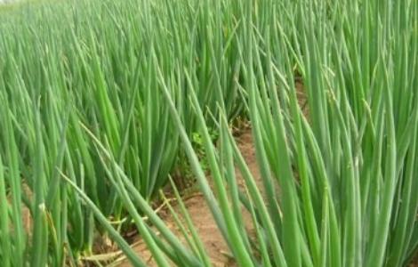 大葱的种植技术 大葱的种植技术病虫害