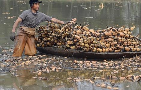 莲藕种植技术 莲藕种植技术 莲藕种植方法