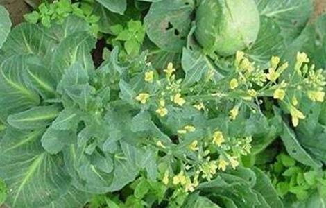 甘蓝抽薹原因及预防方法 甘蓝抽薹原因及预防方法图片
