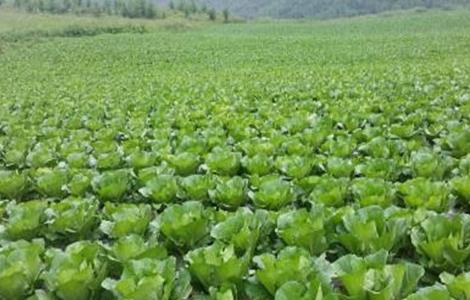 白菜种植技术(春天白菜种植技术)