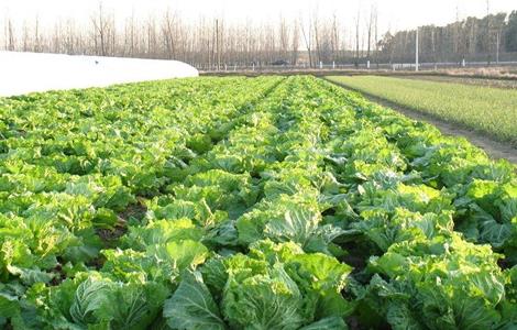 无公害蔬菜栽培技术（无公害蔬菜栽培技术及发展策略研究）