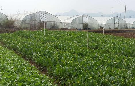 无公害蔬菜 栽培 技术