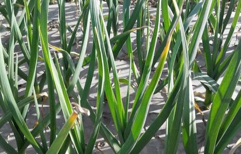 大蒜种植的注意事项 大蒜种植的注意事项和要求
