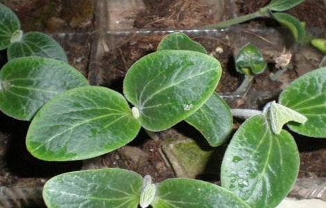 南瓜如何育苗 怎么育南瓜苗