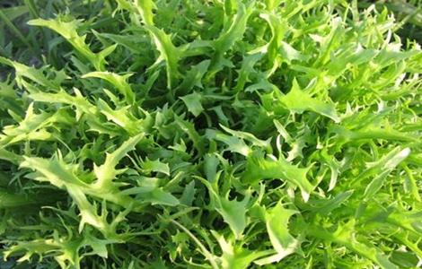 苦菊的田间管理技术 苦菊种植过程