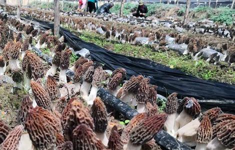 羊肚菌种植的出菇管理技术（羊肚菌种植的出菇管理技术有哪些）