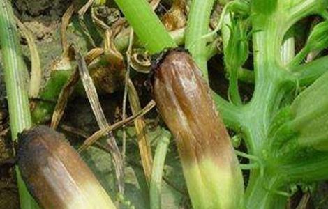 西葫芦烂瓜原因及防治方法(西葫芦烂瓜原因及防治方法图解)