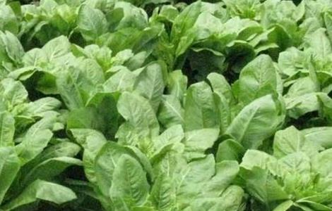 莴笋田间管理技术（莴笋田间管理技术图片）