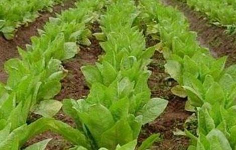 莴笋田间管理技术