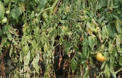 番茄死苗的原因是什么 番茄死苗的原因是什么呢