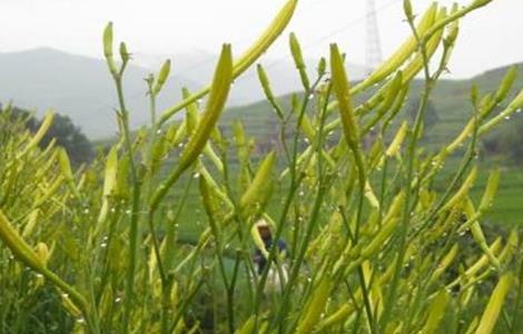 黄花菜育苗技术（黄花菜育苗技术与管理）