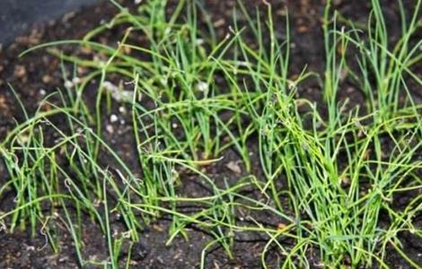 韭菜育苗技术（韭菜育苗技术培训）