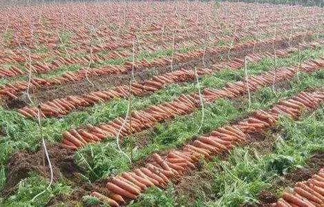 怎样提高胡萝卜的产量