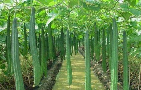 早春丝瓜种植技术(早春丝瓜种植技术和管理)