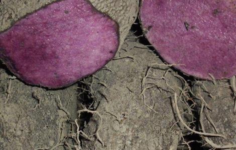 紫山药种植技术(紫山药种植技术及种苗)