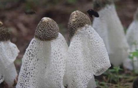 竹荪采摘时间及注意事项（竹荪采摘时间及注意事项图片）