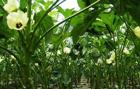 秋葵的采收方法及保存（秋葵的采收方法及保存温度）