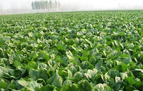 菠菜田间管理技术(菠菜田间管理技术视频)
