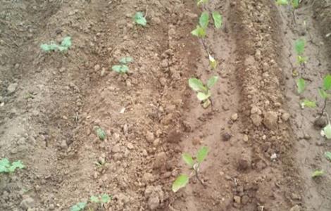 露地茄子种植技术（露地茄子种植技术视频）