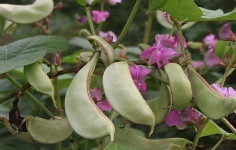 扁豆花荚期管理要点（豆角结荚期的管理）