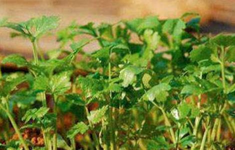 香菜施肥方法 香菜施肥方法视频