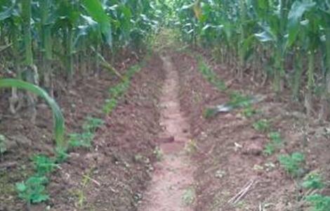 豌豆套种技术 豌豆套种技术与管理