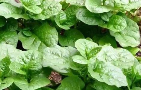 木耳菜田间管理技术（木耳菜田间管理技术培训）