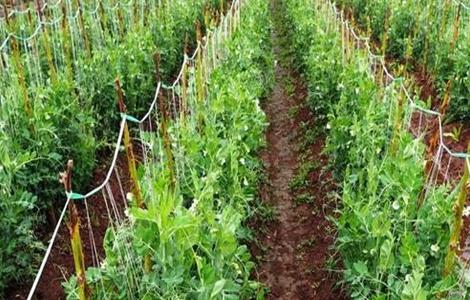 豌豆结荚期的管理 豌豆结荚期怎么管理