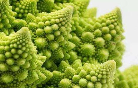 宝塔菜种植时间和方法 宝塔菜的种植技术