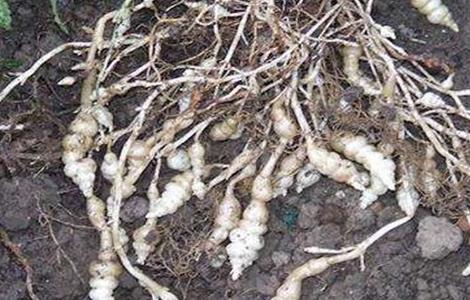 宝塔菜种植时间和方法