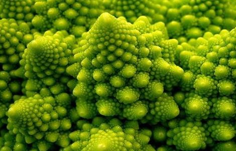 宝塔菜种植时间和方法