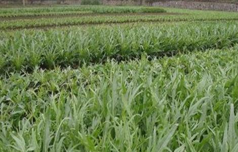 曲麻菜的种植技术（曲麻菜种植方法）