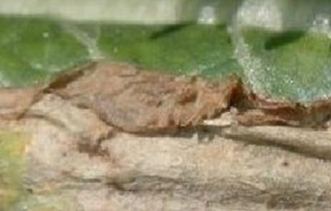 芥菜黑腐病防治方法（芥菜黑腐病防治方法图片）