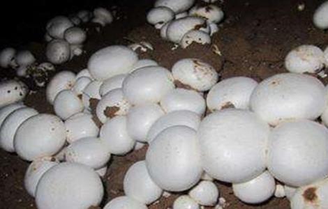 双孢菇栽培技术（双孢菇栽培技术视频教程）
