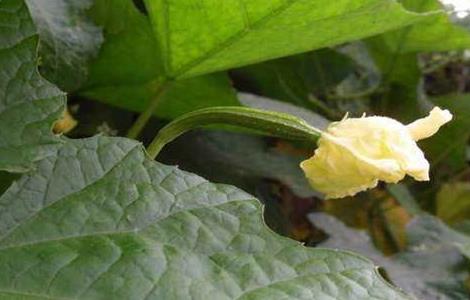 丝瓜开花期的管理 丝瓜开花期的管理技术