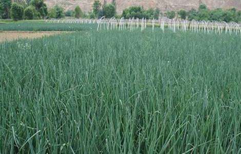 洋葱膨大期的管理 洋葱膨大期的管理措施